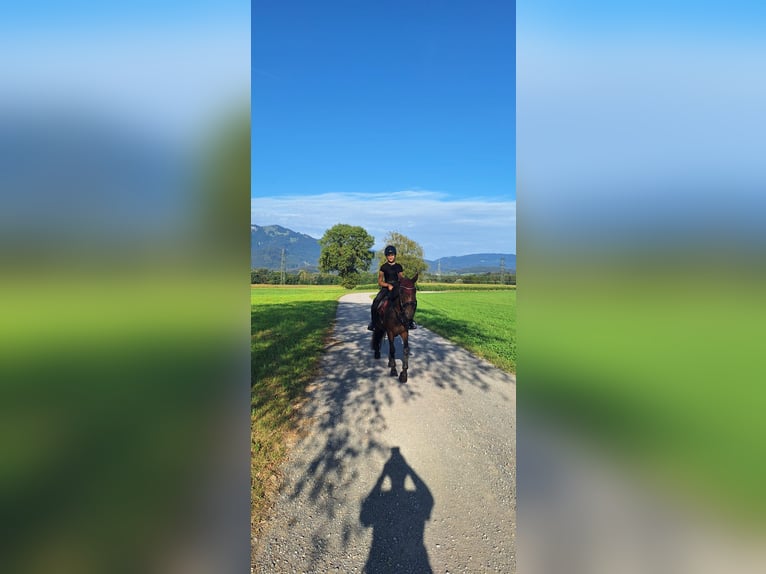 Deutsches Reitpony Mix Stute 11 Jahre 146 cm Dunkelbrauner in Feldkirch
