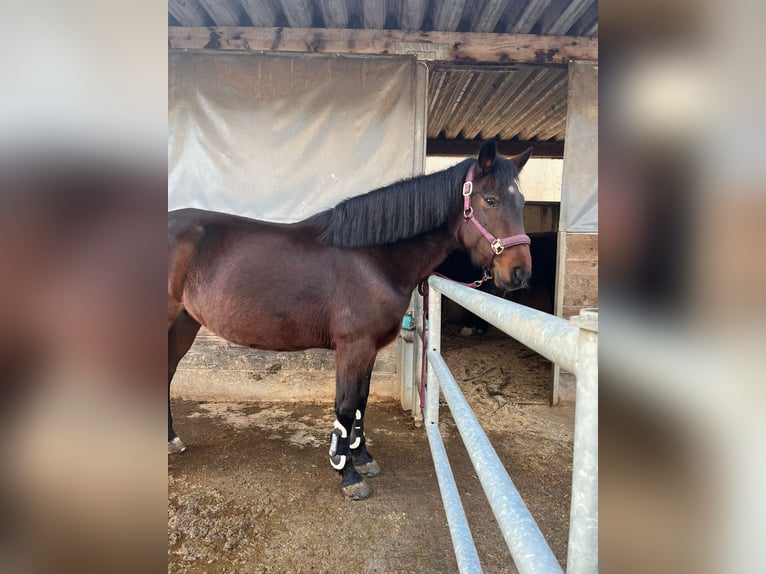 Deutsches Reitpony Mix Stute 11 Jahre 146 cm Dunkelbrauner in Feldkirch