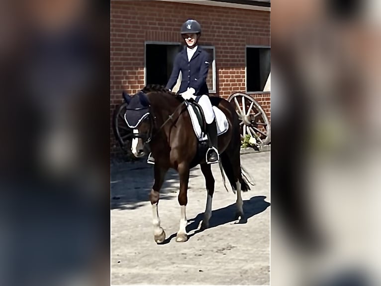 Deutsches Reitpony Stute 11 Jahre 146 cm Dunkelfuchs in Bawinkel