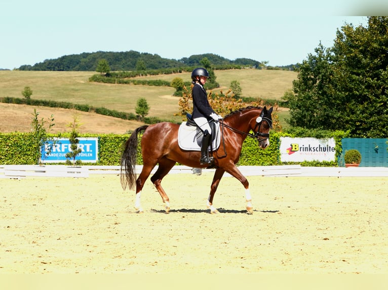 Deutsches Reitpony Stute 11 Jahre 146 cm Dunkelfuchs in Bornheim