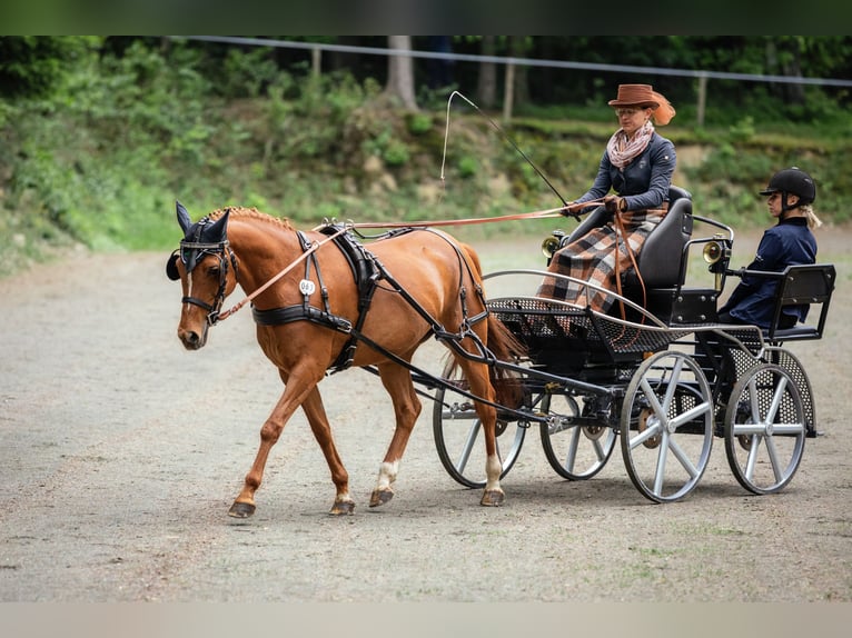 Deutsches Reitpony Stute 11 Jahre 146 cm Fuchs in Syrau