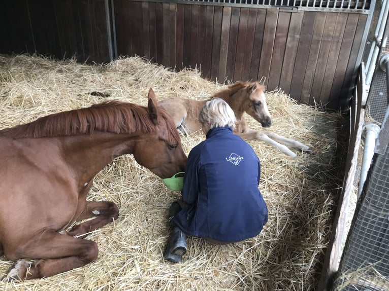 Deutsches Reitpony Stute 11 Jahre 146 cm Fuchs in Nürnberg