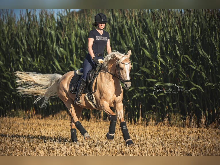 Deutsches Reitpony Stute 11 Jahre 146 cm Palomino in Schwerte