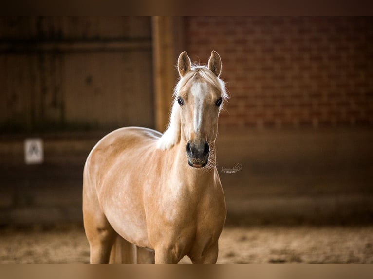 Deutsches Reitpony Stute 11 Jahre 146 cm Palomino in Schwerte
