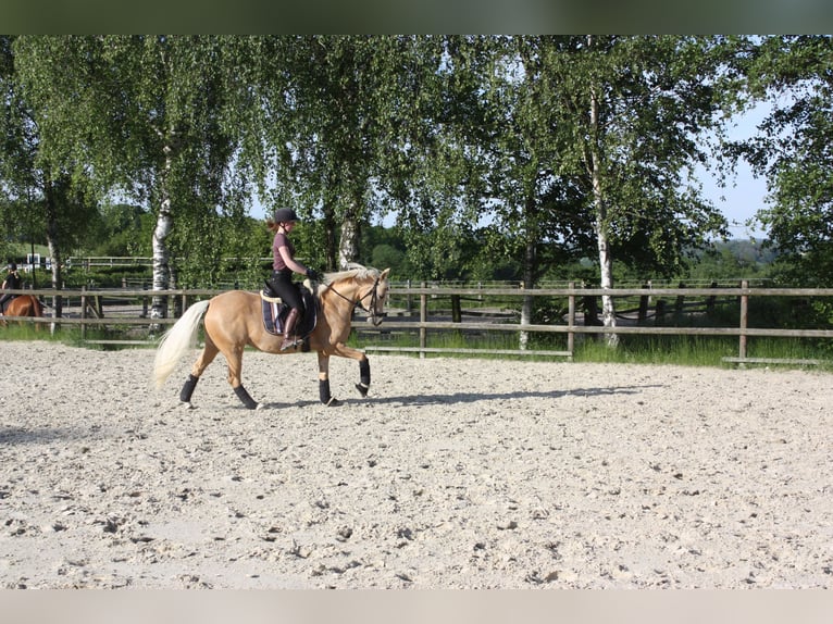 Deutsches Reitpony Stute 11 Jahre 146 cm Palomino in Schwerte