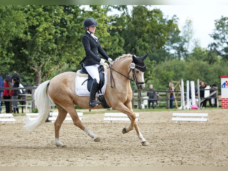 Deutsches Reitpony Stute 11 Jahre 146 cm Palomino in Schwerte