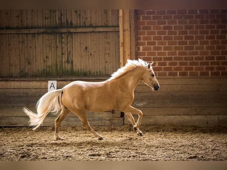 Deutsches Reitpony Stute 11 Jahre 146 cm Palomino in Schwerte