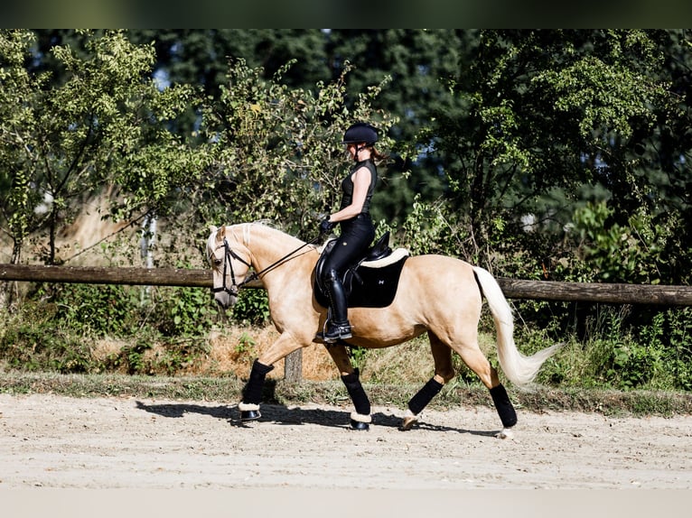 Deutsches Reitpony Stute 11 Jahre 146 cm Palomino in Schwerte