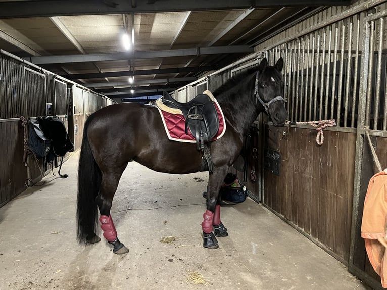 Deutsches Reitpony Mix Stute 11 Jahre 146 cm Rappe in Güstrow