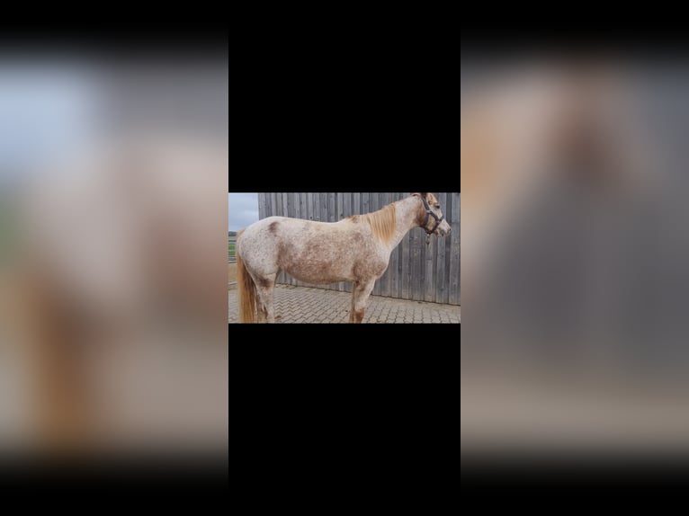 Deutsches Reitpony Mix Stute 11 Jahre 146 cm Roan-Red in Walsdorf