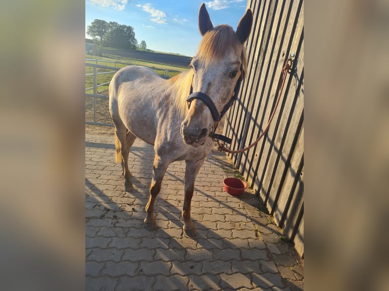 Deutsches Reitpony Mix Stute 11 Jahre 146 cm Roan-Red in Walsdorf