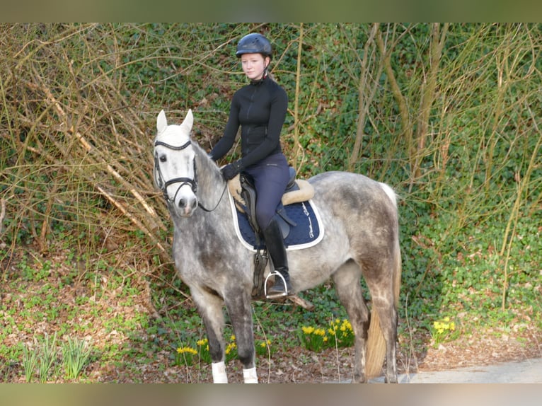 Deutsches Reitpony Stute 11 Jahre 147 cm Apfelschimmel in Rhede