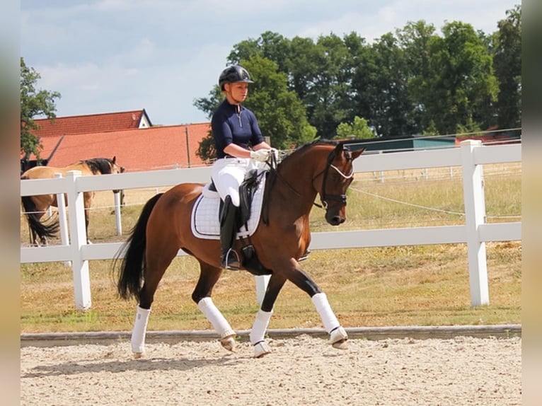 Deutsches Reitpony Stute 11 Jahre 147 cm Brauner in Recke, bei Osnabrück