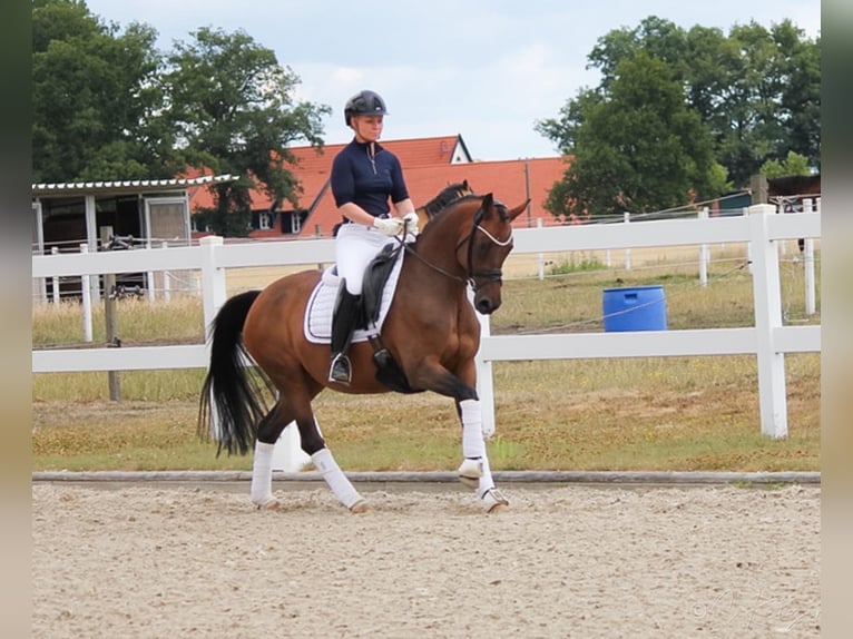 Deutsches Reitpony Stute 11 Jahre 147 cm Brauner in Recke, bei Osnabrück