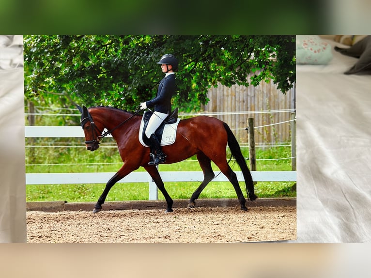 Deutsches Reitpony Stute 11 Jahre 147 cm Brauner in Holzkirchen