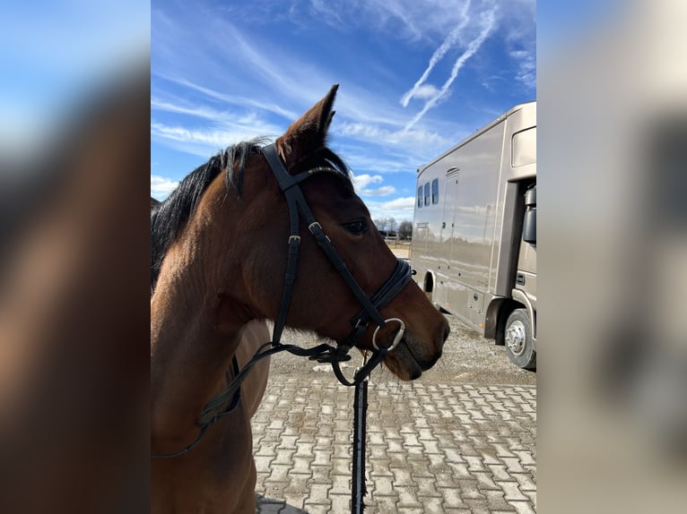 Deutsches Reitpony Stute 11 Jahre 147 cm Brauner in Holzkirchen