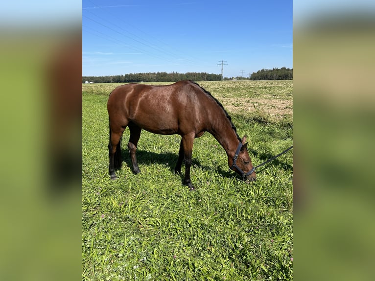 Deutsches Reitpony Stute 11 Jahre 147 cm Brauner in Holzkirchen