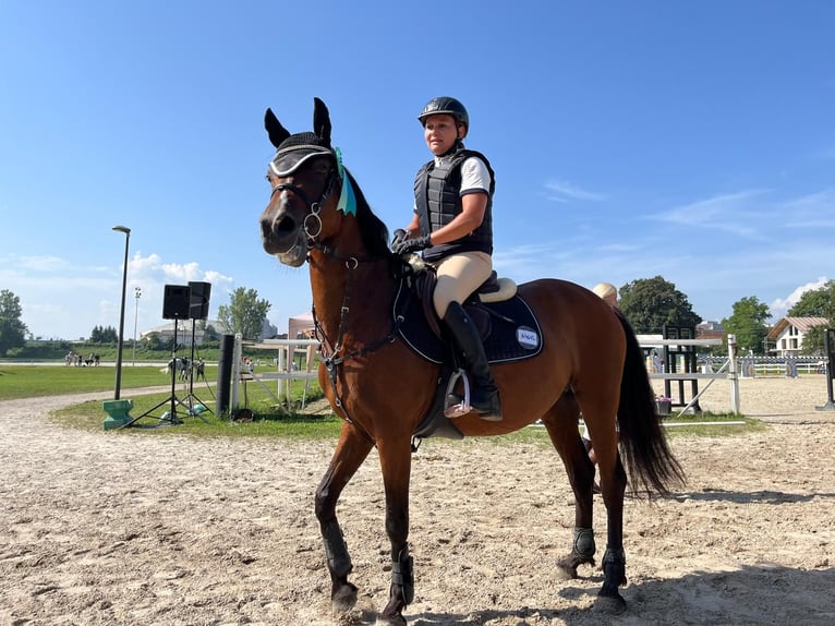 Deutsches Reitpony Stute 11 Jahre 147 cm Brauner in Ljubljana