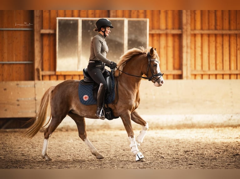 Deutsches Reitpony Stute 11 Jahre 147 cm Fuchs in München