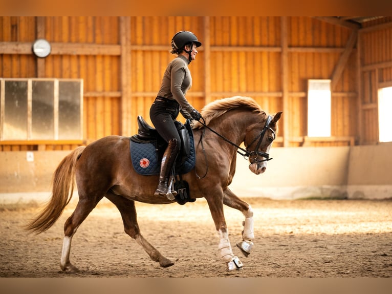 Deutsches Reitpony Stute 11 Jahre 147 cm Fuchs in München