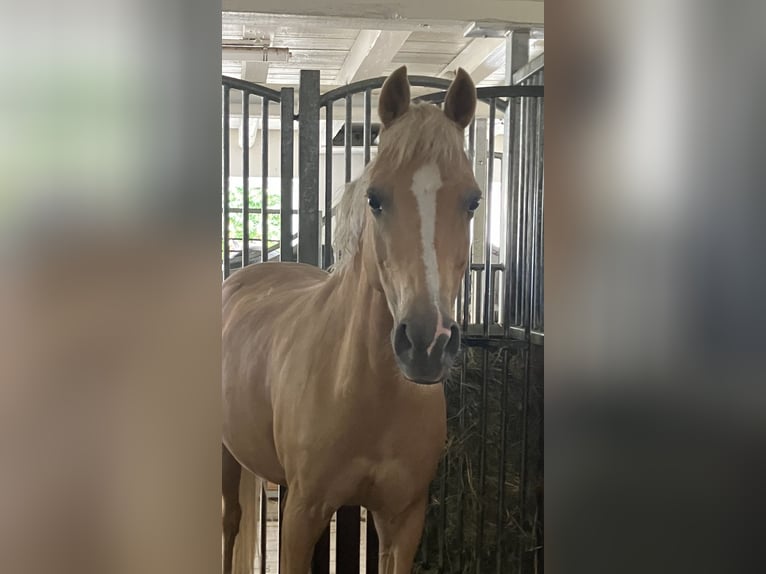 Deutsches Reitpony Stute 11 Jahre 147 cm Palomino in Murrhardt