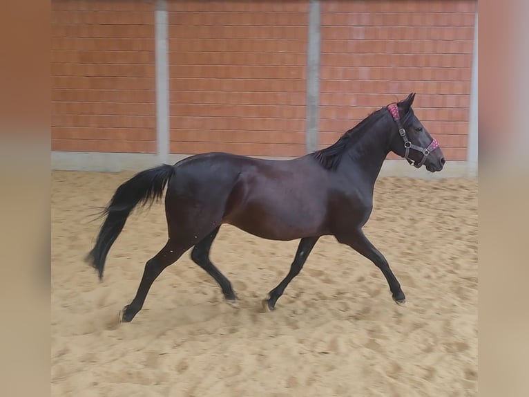 Deutsches Reitpony Stute 11 Jahre 147 cm Rappe in Lage