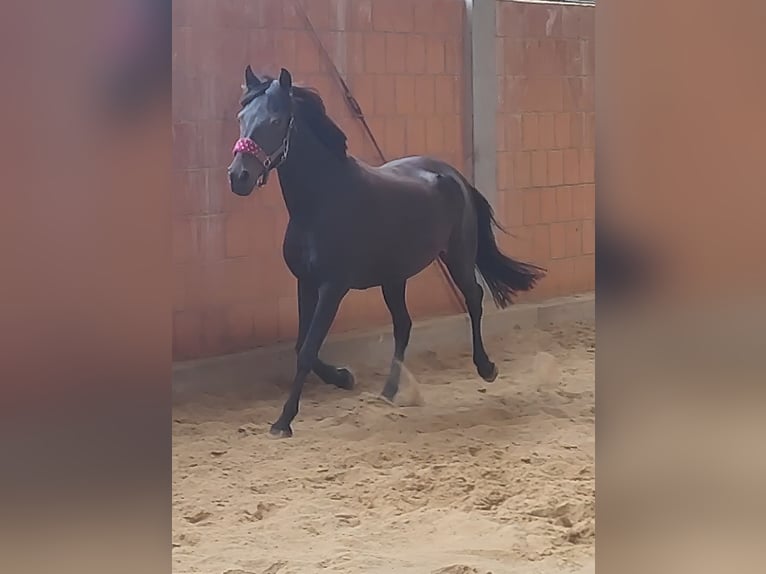 Deutsches Reitpony Stute 11 Jahre 147 cm Rappe in Lage