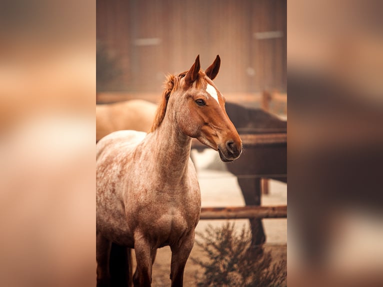 Deutsches Reitpony Stute 11 Jahre 147 cm Roan-Red in Gudensberg
