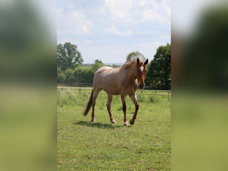 Deutsches Reitpony Stute 11 Jahre 147 cm Roan-Red in Gudensberg