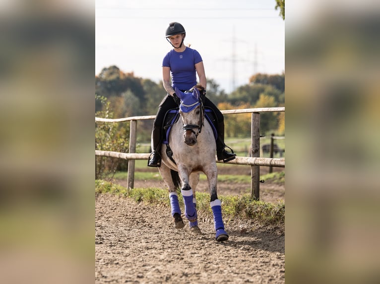 Deutsches Reitpony Mix Stute 11 Jahre 147 cm Rotschimmel in Moers Deutsches Reitpony Mix Stute 11 Jahre 147 cm Rotschimmel in Moers
