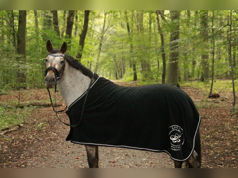 Deutsches Reitpony Mix Stute 11 Jahre 147 cm Rotschimmel in Moers Deutsches Reitpony Mix Stute 11 Jahre 147 cm Rotschimmel in Moers