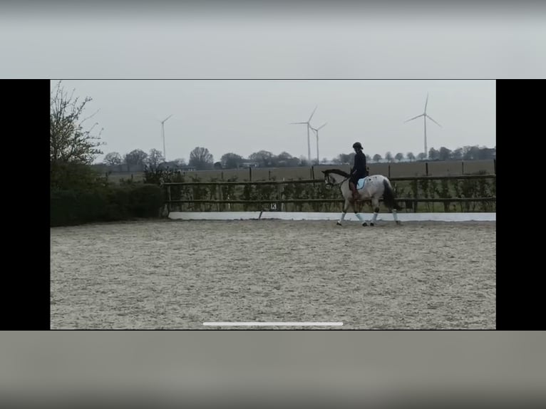 Deutsches Reitpony Mix Stute 11 Jahre 147 cm Rotschimmel in Moers Deutsches Reitpony Mix Stute 11 Jahre 147 cm Rotschimmel in Moers