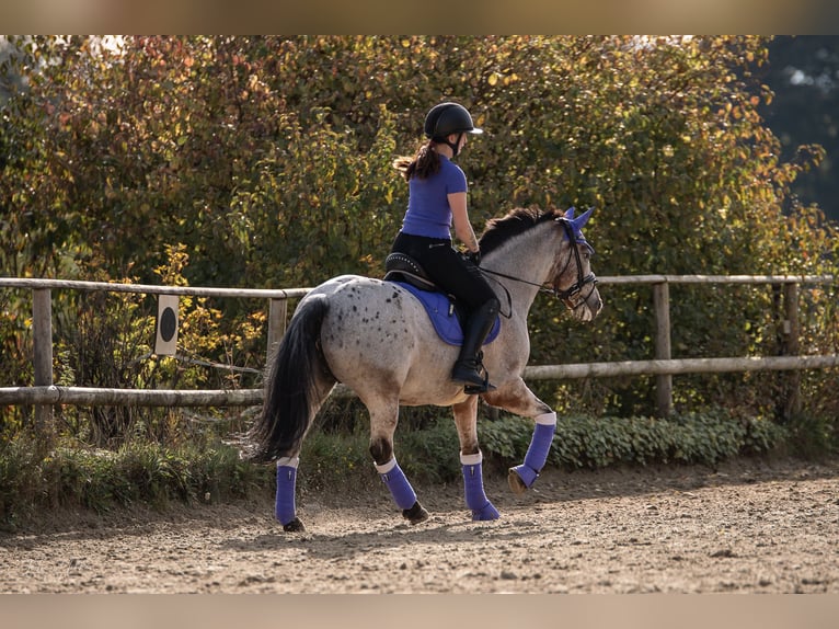 Deutsches Reitpony Mix Stute 11 Jahre 147 cm Rotschimmel in Moers Deutsches Reitpony Mix Stute 11 Jahre 147 cm Rotschimmel in Moers