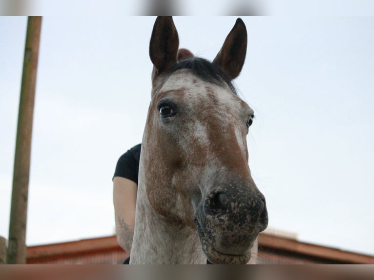 Deutsches Reitpony Mix Stute 11 Jahre 147 cm Rotschimmel in Moers Deutsches Reitpony Mix Stute 11 Jahre 147 cm Rotschimmel in Moers