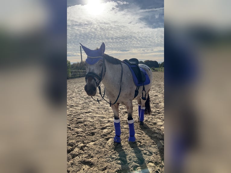 Deutsches Reitpony Mix Stute 11 Jahre 147 cm Rotschimmel in Moers Deutsches Reitpony Mix Stute 11 Jahre 147 cm Rotschimmel in Moers