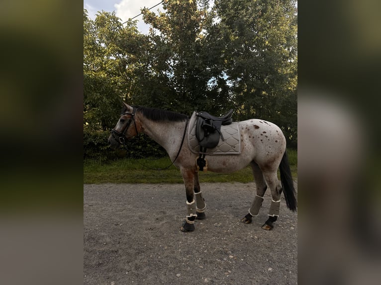 Deutsches Reitpony Mix Stute 11 Jahre 147 cm Rotschimmel in Moers Deutsches Reitpony Mix Stute 11 Jahre 147 cm Rotschimmel in Moers
