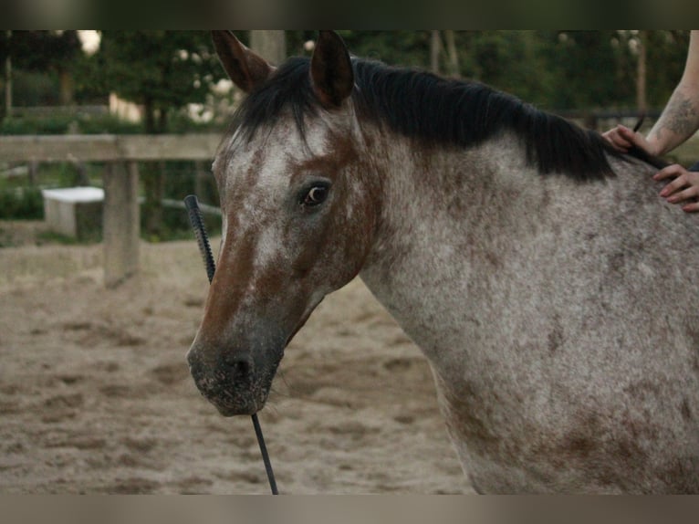 Deutsches Reitpony Mix Stute 11 Jahre 147 cm Rotschimmel in Moers Deutsches Reitpony Mix Stute 11 Jahre 147 cm Rotschimmel in Moers