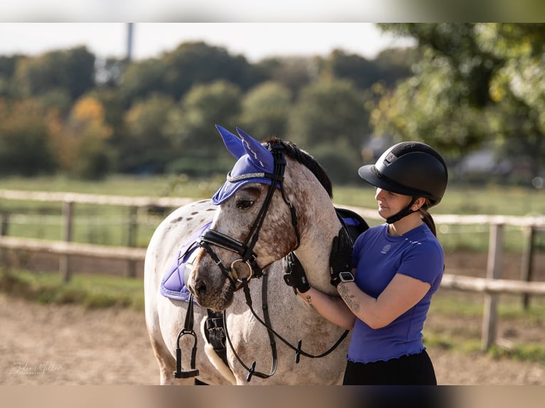 Deutsches Reitpony Mix Stute 11 Jahre 147 cm Rotschimmel in Moers Deutsches Reitpony Mix Stute 11 Jahre 147 cm Rotschimmel in Moers