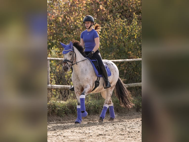 Deutsches Reitpony Mix Stute 11 Jahre 147 cm Rotschimmel in Moers Deutsches Reitpony Mix Stute 11 Jahre 147 cm Rotschimmel in Moers