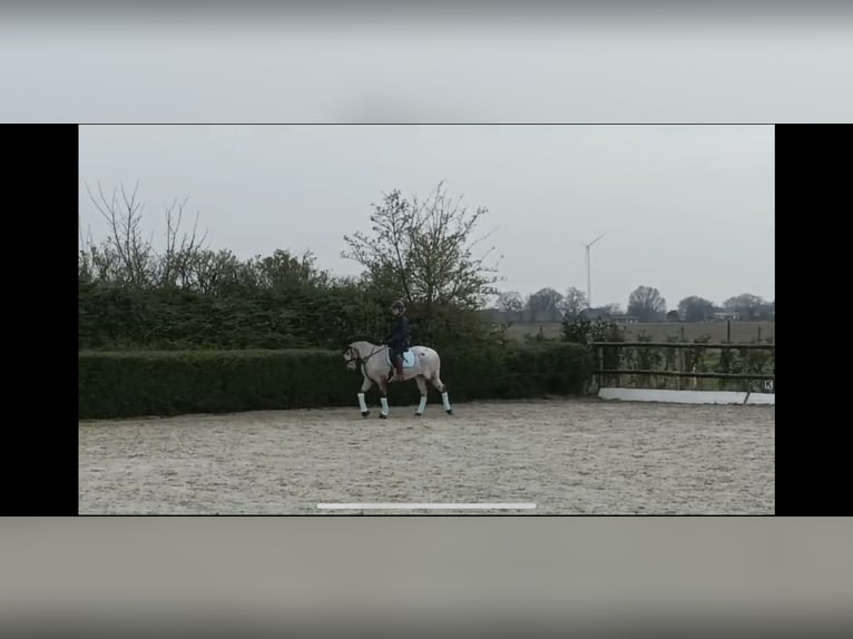 Deutsches Reitpony Mix Stute 11 Jahre 147 cm Rotschimmel in Moers Deutsches Reitpony Mix Stute 11 Jahre 147 cm Rotschimmel in Moers