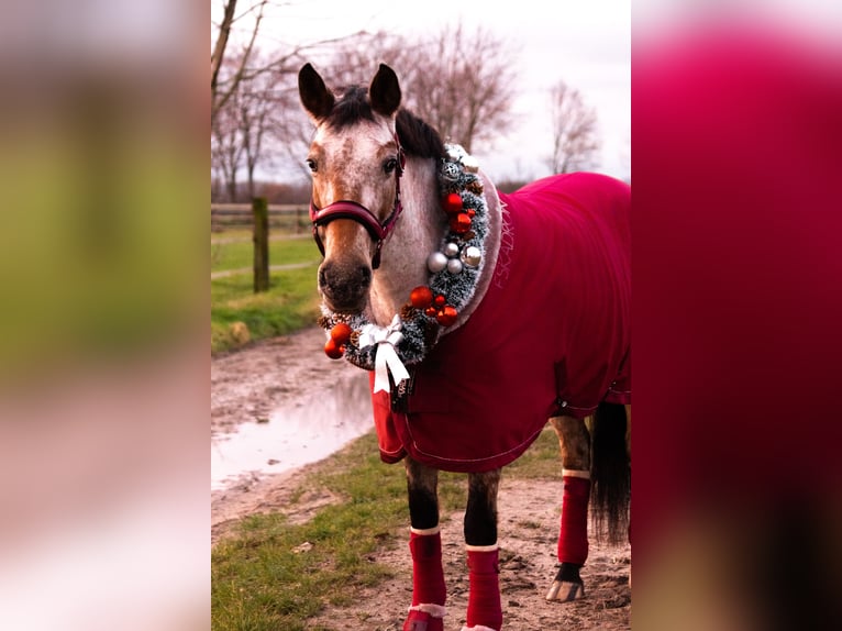 Deutsches Reitpony Mix Stute 11 Jahre 147 cm Rotschimmel in Moers Deutsches Reitpony Mix Stute 11 Jahre 147 cm Rotschimmel in Moers