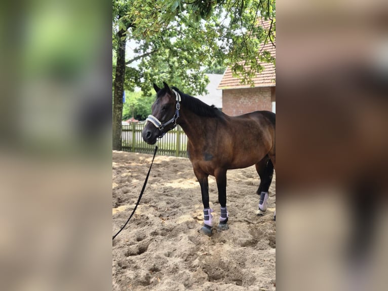 Deutsches Reitpony Stute 11 Jahre 148 cm Brauner in Bückeburg