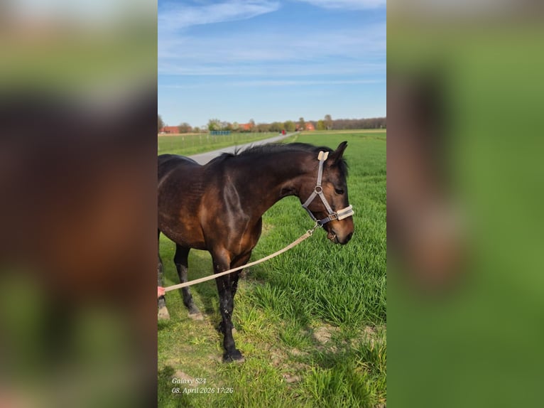 Deutsches Reitpony Stute 11 Jahre 148 cm Brauner in Bückeburg