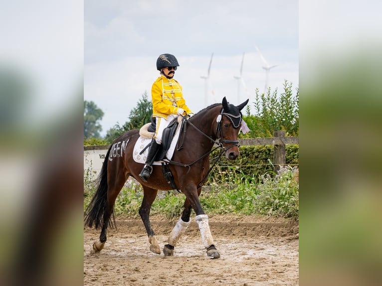 Deutsches Reitpony Stute 11 Jahre 148 cm Brauner in Meerbusch