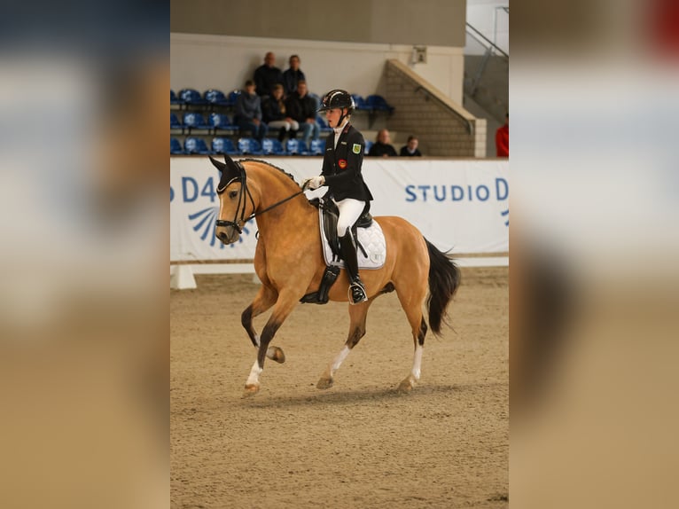 Deutsches Reitpony Stute 11 Jahre 148 cm Buckskin in Taucha
