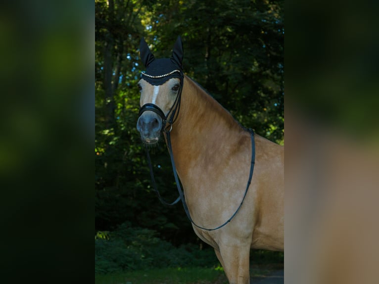 Deutsches Reitpony Stute 11 Jahre 148 cm Buckskin in Taucha