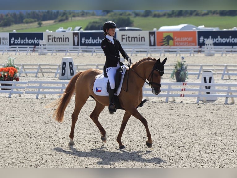 Deutsches Reitpony Stute 11 Jahre 148 cm in Lanškroun