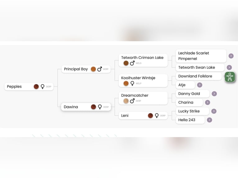 Deutsches Reitpony Stute 11 Jahre 148 cm Dunkelbrauner in Trautskirchen