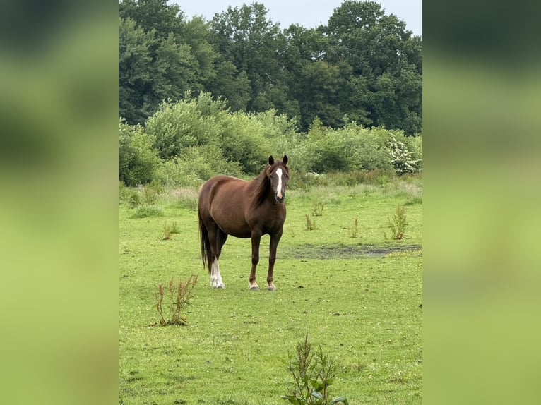 Deutsches Reitpony Stute 11 Jahre 148 cm Dunkelfuchs in Deinstedt