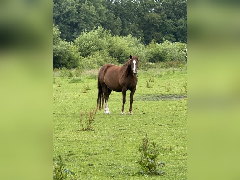 Deutsches Reitpony Stute 11 Jahre 148 cm Dunkelfuchs in Deinstedt